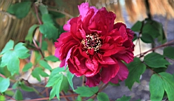 2016-02-01--00907.JPG