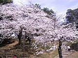 115-1564_IMG.JPG