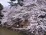 115-1565_IMG.JPG