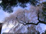115-1592_IMG.JPG