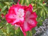 120-2042_IMG.JPG