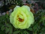 123-2363_IMG.JPG