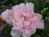 123-2364_IMG.JPG