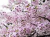 123-2379_IMG.JPG