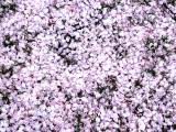 125-2562_IMG.JPG