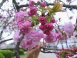 125-2584_IMG.JPG