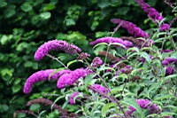 IMG_1391.JPG