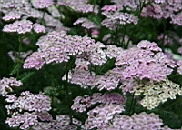 IMG_1395.JPG