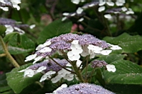 IMG_1470.JPG