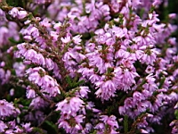 IMG_1547.JPG