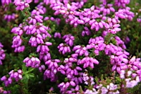 IMG_1549.JPG