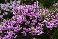 IMG_1551.JPG