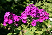 IMG_7636.JPG