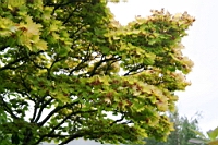 IMG_7675.JPG
