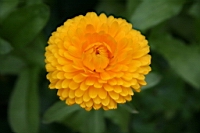 IMG_7677.JPG
