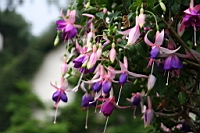 IMG_7683.JPG