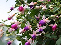 IMG_7684.JPG