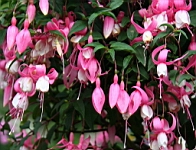 IMG_7685.JPG