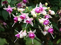 IMG_7686.JPG