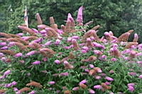 IMG_7718.JPG