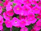 125-2525_IMG.JPG