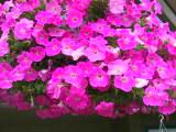 126-2651_IMG.JPG