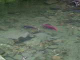 128-2876_IMG.JPG