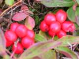 133-3332_IMG.JPG