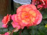 133-3364_IMG.JPG