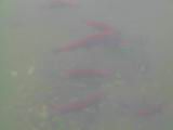 133-3371_IMG.JPG