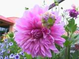 133-3374_IMG.JPG