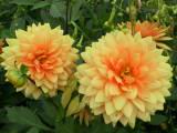 133-3375_IMG.JPG