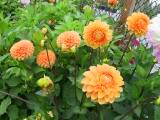 133-3379_IMG.JPG