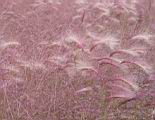 130-3036_IMG.JPG