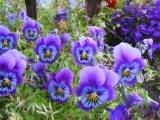 130-3087_IMG.JPG