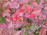 130-3095_IMG.JPG