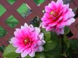 133-3353_IMG.JPG