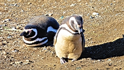 2019-03-03-0036.JPG
